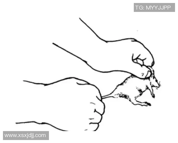 从零基础到高手：全面解析攀岩速度技巧与训练方法