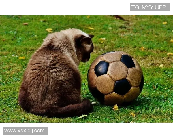 足球小猫的奇妙冒险与成长故事带你领略不一样的足球世界 足球小猫的奇妙冒险与成长故事带你领略不一样的足球世界